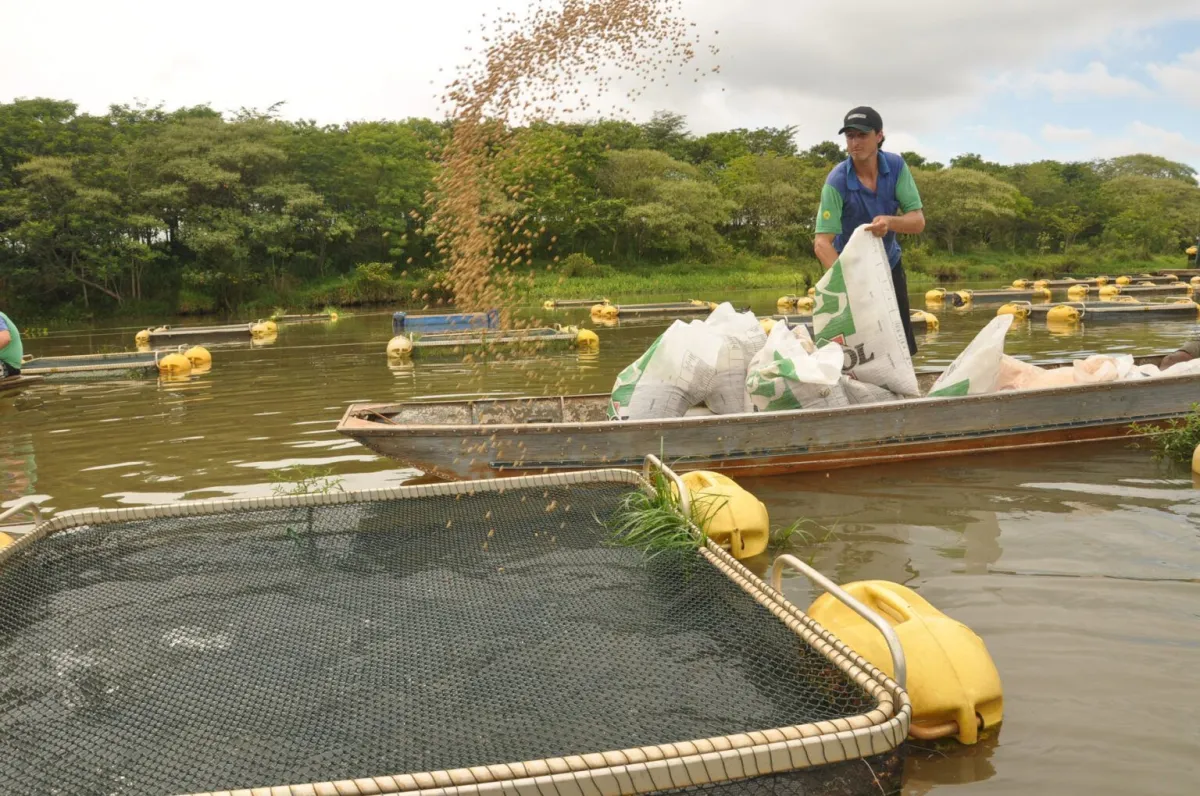 Produção de tilápia no Brasil cresce 148% em uma década e atinge 707,5 mil toneladas